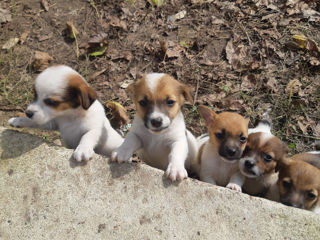 Jack Russell Terrier