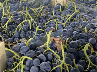 Se vinde prune "Stenley" si struguri "Moldova" foto 6