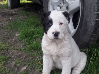 Produs in ungaria, hrana completa pentru orice rasa de ciini.  posibil reducere  si pina la 150lei. foto 7