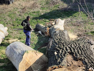 Curățarea copacilor de crengi uscate! foto 12