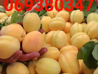 Pomi  fructiferi - cais (abrikos ) Nadejda - ( soiuri din gr.Ananasovie ) Limoncă , Şalah   ... foto 3