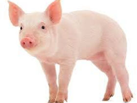 Vind porci mici 15-20 kg si carne de porc.