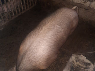 vind porci foto 5