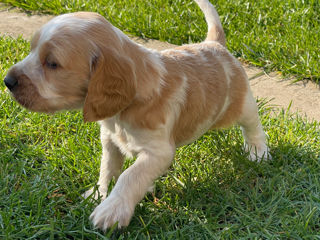 Cocker spaniel