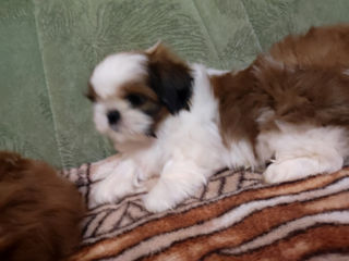 Mini ShihTzu!