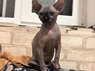 Sphynx Elf/ Сфинкс Эльф foto 2