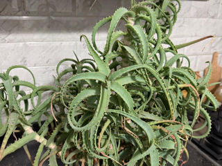 Vand floare de aloe vera foto 1