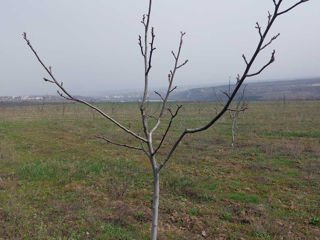 Livadă de nuci chandler, 7 ani - 11.4 ha cu sistem de irigare. foto 4