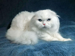 Împerechere cu renumitul motan scottish fold alb, cu ochi albaștri. foto 2