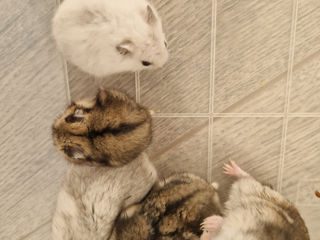 Vind hamsteri foto 4