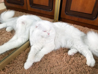 Împerechere cu motan de elită! Scottish fold white, W61. foto 6