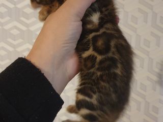 Люксовые бенгальские котята. Bengal foto 6