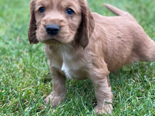 Cocker spaniel