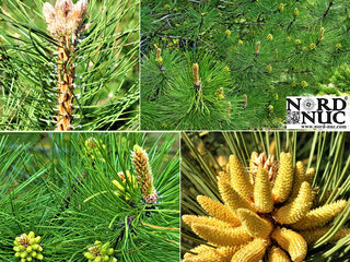 Сосна черная Палласа (Pinus nigra Pallasiana) foto 6