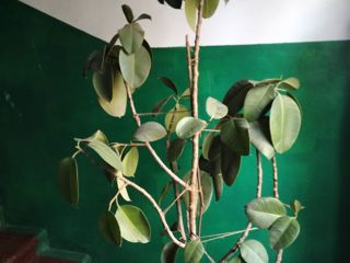 Ficus 180 cm, cu ghiveci din ceramica