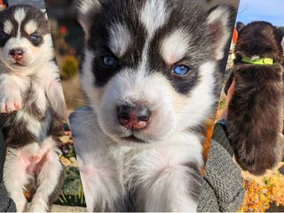 Husky/хаски (trimitem și peste hotare)