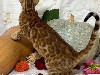 Bengal kittens. foto 5