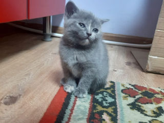 British Shorthair foto 6