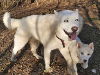 Husky siberian albinos  /  белоснежные хаски foto 3