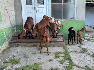 Продам козлят   foto 2