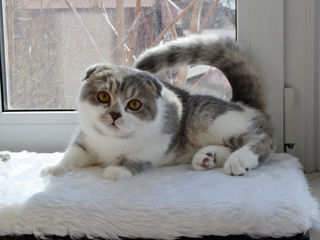 Чистокровный шотландский котёнок Scottish fold! foto 4