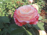 Vind trandafiri foto 4