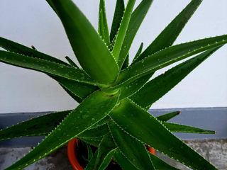 Vînd Aloe Vera 70 cm foto 3