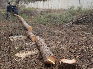 Facem curat in gradina linga casă curat la vila foto 6