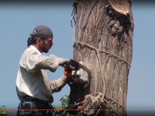 Alipenist.Arborist.Taierea copacilor in spatii închise.Defrișarea, curățarea și tăierea copacilor av foto 7