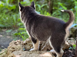 Vând cei mai drăgălași  husky foto 5