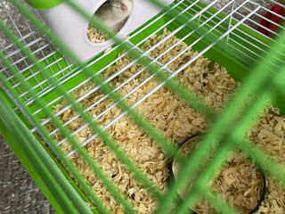 Hamsteri хомяки foto 3