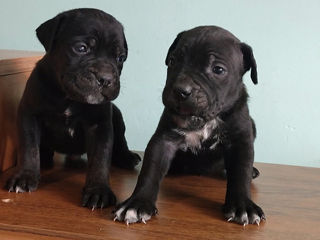 Cane corso Bronare