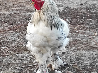 De vanzare cocos Brama HD (Brahma) rasa curata, gaini si oua pentru incubare , livrare foto 1