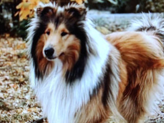 Pui collie rough (ciobanesc scotian) foto 5
