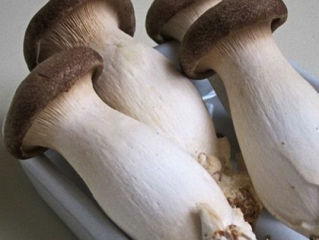 Мицелий белый степной гриб, еринги