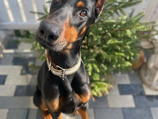 Urgent în 2 zile plec din tară -- Anubis 2 ani , (Doberman)