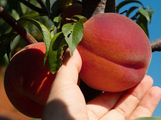 Pomi fructiferi Zaim foto 9