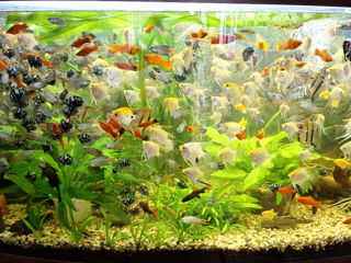 Корм для рыбок coppens. растения.рыбки .аквариумы на12 ,60  литров.корм ТЕТРА, Тритончики.