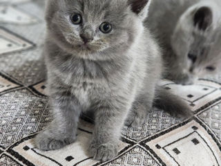 Vand pisoiasi British shorthair