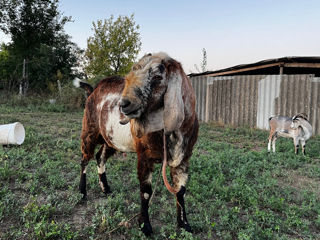 Vând țap de rasă Anglo Nubian foto 2