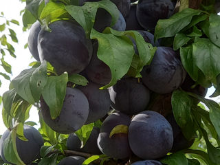 Pomi fructiferi,cireș,vișin,prsic,prun,mar,etc.Cu garanție foto 4