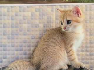 Golden kitten British shorthair foto 9