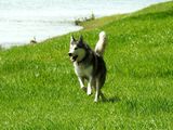 Кобель хаски для вязки siberian husky(закрыты четыре титула по FCI) foto 4