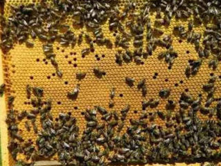 La vinzare familii...si roiuri de albine
