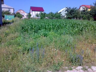 Vind teren pentru constructia casei + proiect de casa la Chisinau Ciocana-Bubuieci,10 ari,11888euro foto 3