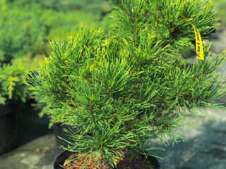 Pinus foto 9