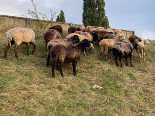 Cumpar capre iezi tapi oi berbeci la carne!! achitarea pe loc! закупаю овцы козы ягнят транспорт наш foto 6