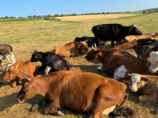 Cumpăr animale toată Moldova