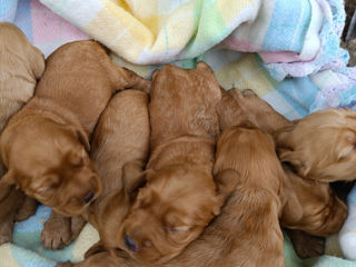 Cocher spaniel englez foto 4