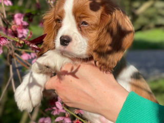 Cavalier King Charles Spaniel foto 1